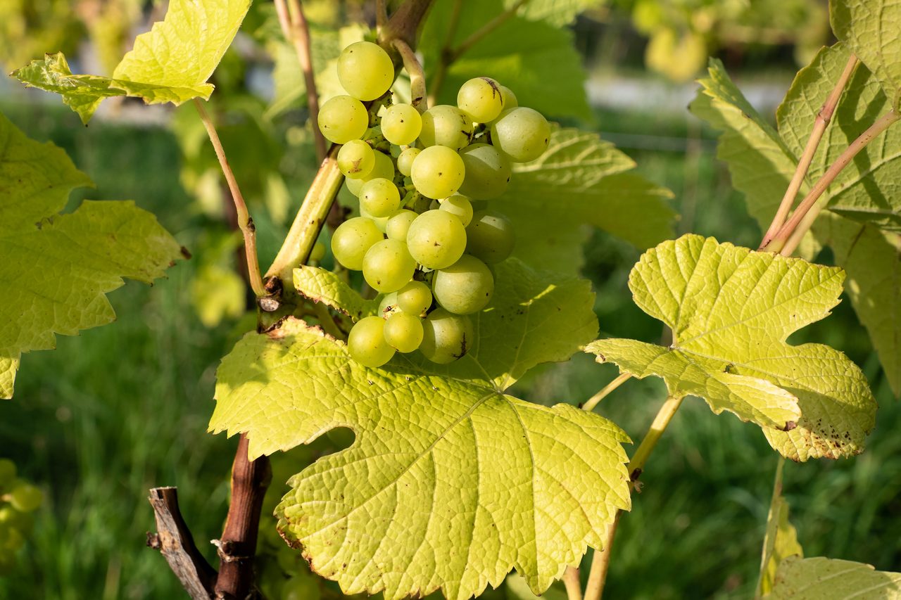 Rows of trained vines carrying ripening grapes. A representative vineyard photograph, not the venue visited on this tour.